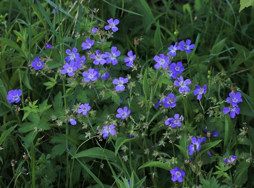 Skogstorkenebb_kristinvigander