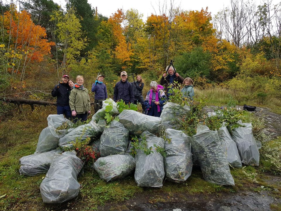 Dugnad i Ekebergskråningen. Fjerning av fremmede mispelarter.
